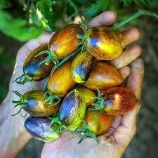Brad's Atomic Grape. Large, elongated, colorful greenhouse tomatoes in cherry-shaped bunches. Seeds.